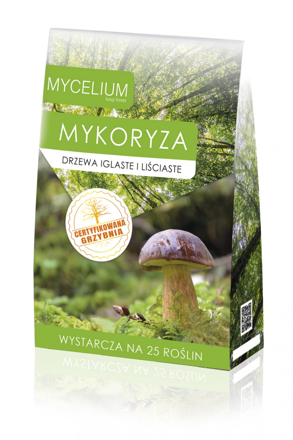 Mykoryza drzewa Iglaste i Liściaste